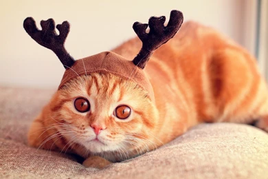 Funny Cat Photos Wallpapers