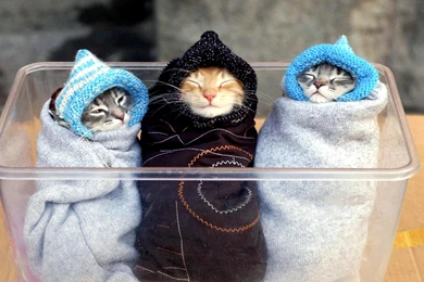 Funny Cat Funny Cat Wallpapers For PC And Mobile – Fine HD ...