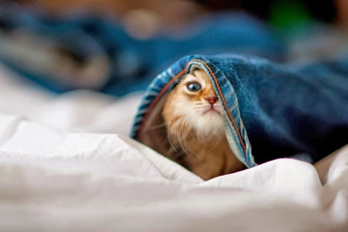 Cute Cat Wallpapers   HD Wallpapers   High Quality Wallpapers