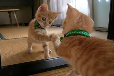 Funny Cat Pictures And Quotes Hd Funny Hd Cat Wallpapers Funny Cat ...