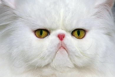 1600*1200 Funny Cat Photo Wallpapers 7   Wallcoo.net