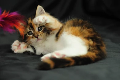 Funny Cat Wallpapers 20249 HD Wallpapers