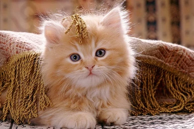 Cute Cat Wallpapers, Kitten Images, Hairy Animals, Pussycat Photos ...