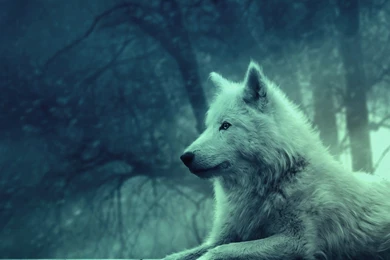 High Resolution Wolf Animated White Wolf Wallpapers   SiWallpaperHD ...