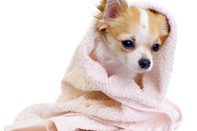 Puppy Cute Puppy Wallpaper Backgrounds Widescreen – Fine HD ...