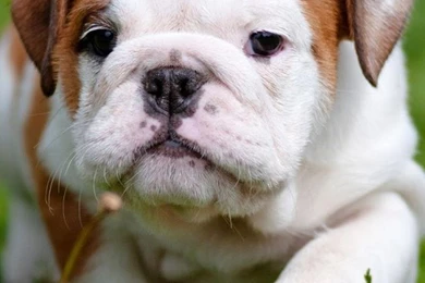 Puppies Live Wallpapers   Android Apps On Google Play