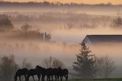Desktop Wallpapers · Gallery · Travels · Foggy Horse Farm