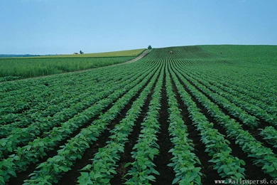 Green Farm Scenery － Landscape Wallpapers   Free Download ...