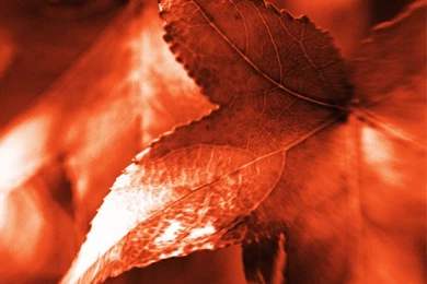 Free iPhone Wallpapers For Fall