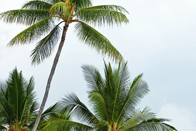 Free iPhone Wallpapers Roundup: 10 Summer Inspired iPhone ...