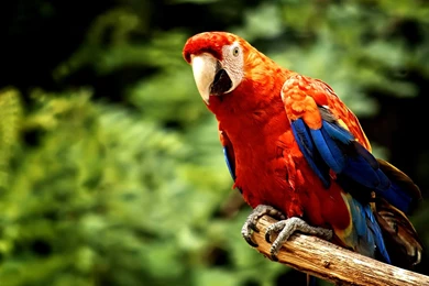 Parrot Indian Parrot Latest Wallpapers Hd Wide 1080p For PC – Fine ...
