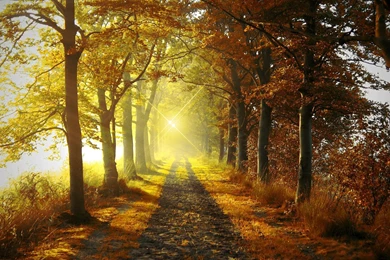 Indian Summer Morning   (