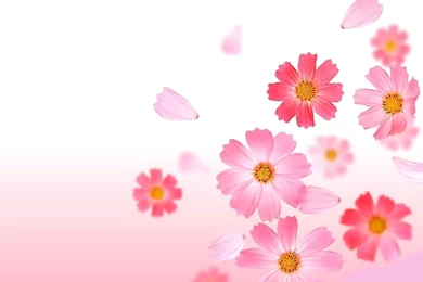Pink Flower Wallpapers