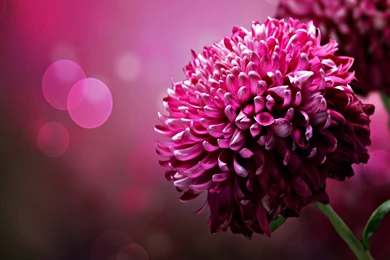 A Full Eye Of Pink Flowers, Pink Background, Never Running ...