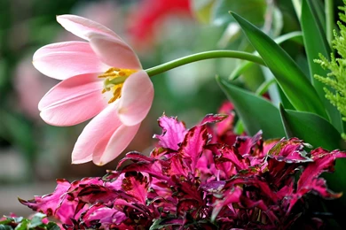 PINK FLOWER BACKGROUND   Online Wallpapers HD