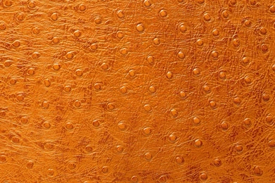 Leather Special Dressing Wallpapers And Images   Wallpapers ...