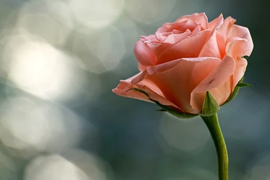 Desktop Wallpapers » Flowers Backgrounds » Rose For The Special ...