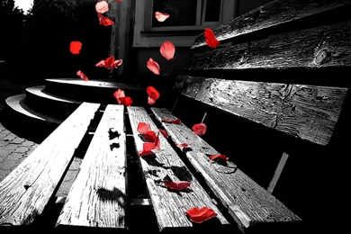 Wallpapers Bench Sprinkled With Flowers Photography Wallpapers HD ...