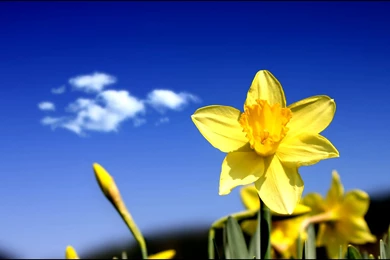 Free Ringtones And Wallpapers   4 Items