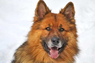 Full HD 1080p German Shepherd Wallpapers HD, Desktop Backgrounds ...