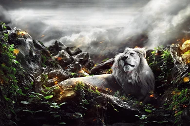 Jungle Lion Wallpapers