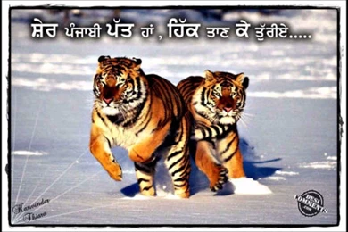 Sher Bukan Jatt.wmv   YouTube