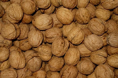 Development: Walnuts, Desktop Wallpapers Nr. 19347