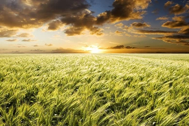 Wallpapers Pokemon Natured Nature Best Hd High Quality 1920x1080 ...