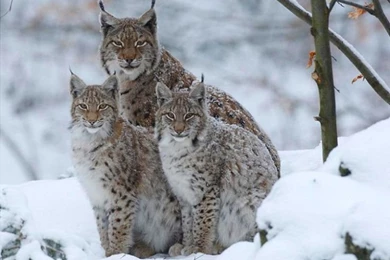 Large Wild Cats