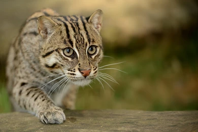 12 Quality Wild Cat Wallpapers, Animals