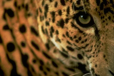 Wild Cats Wallpapers, African Tigers Backgrounds