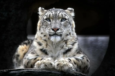 Animals,wild Cat Animals Wild Cat Snow Leopard 1920x1200 Wallpapers ...