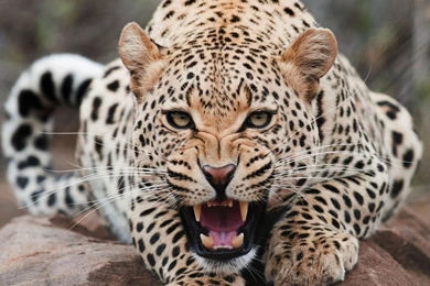 Wild Animals Wallpapers