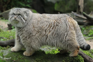 Pallas's Cat Manul Wild Cat Wallpapers