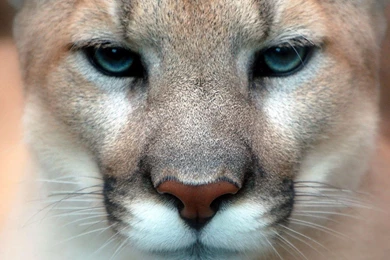 Wild Cat Wallpapers   Wallpapers Cave