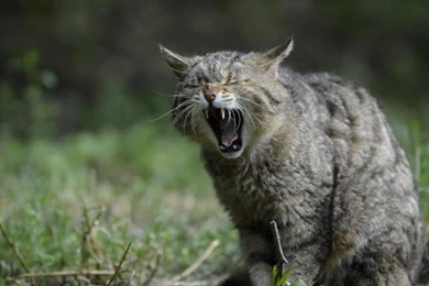 Wild Cat Wallpaper,wild Cat Wallpapers HD Wallpaper,screaming ...