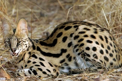 32 Wild Cat Tiger Animals HD Wallpapers 575 :: Wild Cat Hd Wallpapers