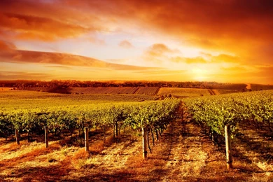 Vineyard Wallpapers Hd Wallpapers Page 0