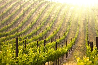 Vineyard Wallpapers Hd Wallpapers Page 0