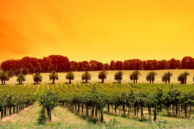 SUNSET VINEYARD WALLPAPER   (