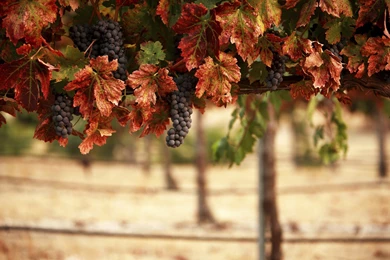 Free Vineyard Wallpapers