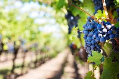 Ripe Grapes In Vineyard Uhd Wallpaers   Ultra High Definition ...