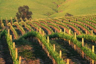 Vineyard Backgrounds