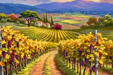 VINEYARD HILL WALLPAPER   (