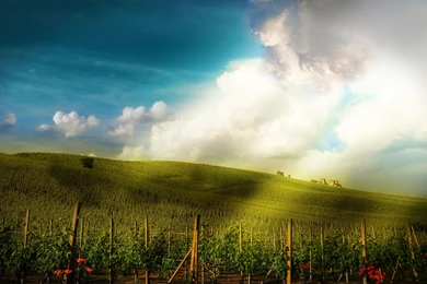 Vineyard Wallpapers