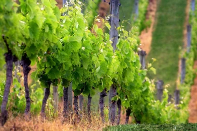 Top Italy Vineyard Wallpapers Wallpapers