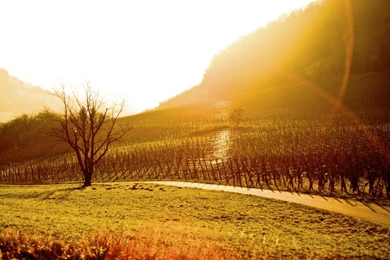 Vineyard Computer Wallpapers, Desktop Backgrounds