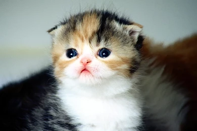 Cute Baby Cat Wallpapers And Cute Baby Cat Pics And Cat Images ...