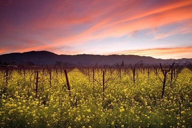 Wallpapers Sunset, California, Vineyard, Sunset And Wild Mustard ...