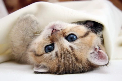 High Resolution Cute Baby Animal Kitty Cat Wallpapers HD 17 Full ...